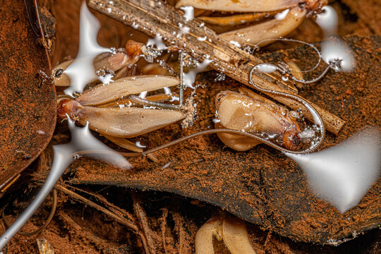 Small Horsehair Worm