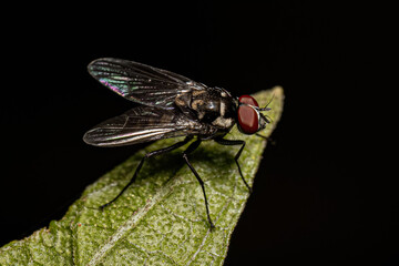 Adult Muscoid Fly