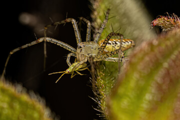 Small Lynx Spider