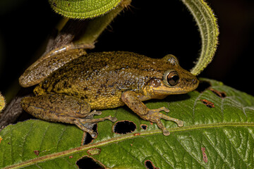 Snouted Tree Frog