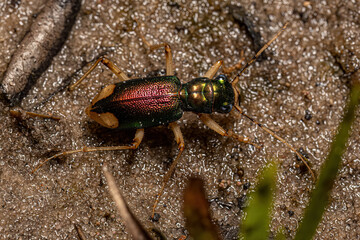 Adult Metallic Tiger Beetle