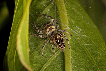 Small Jumping Spider