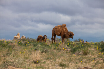 Bactrian camels in wild nature in flowering spring desert. Grey clouds. Kazakhstan, Kyzylorda province.