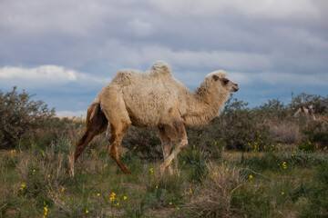Bactrian camel in wild nature in desert. Grey storm clouds. Kyzylorda province, Kazakhstan.