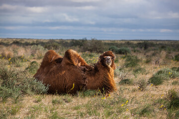 Laying bactrian camel in wild nature in spring desert. Kyzylorda province, Kazakhstan.
