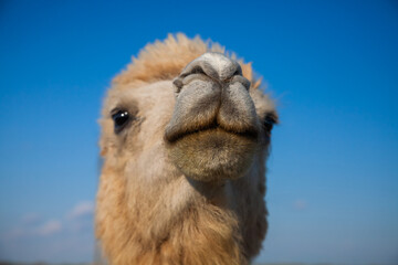 Camel in wild nature. Closeup head photo. Kazakhstan, Kyzylorda province.