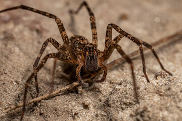Adult Wandering Spider