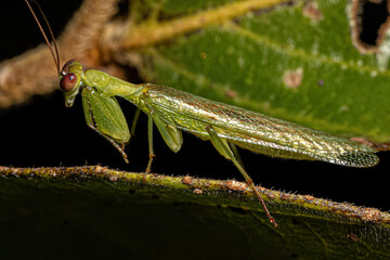 Adult Male Acontistid Mantis