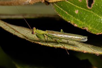 Adult Male Acontistid Mantis