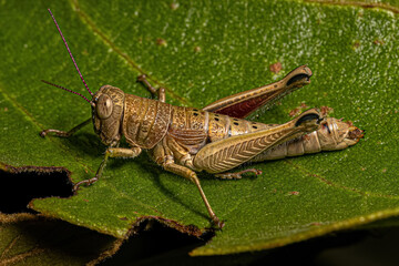 Spur-throated Grasshopper Insect