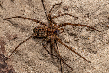 Adult Wandering Spider