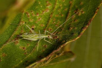 Common Tree Cricket Insect