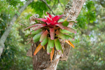 red flower
