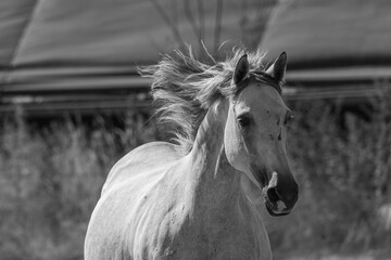 White grey mare galloping horse portrait