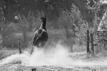 Powerful horse running away from camera with a lot of dust in paddock paradise