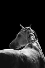 White horse fine art with black background Andalusian Stallion