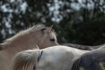 Fjord horse portrait with other horses
