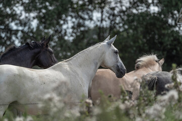 White horse portrait fine art in freedom in paddock paradise 