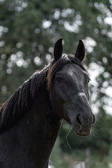 Obraz na płótnie Canvas Beautiful black horse portrait