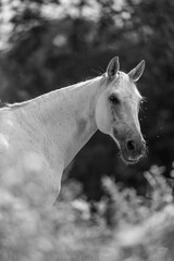Beautiful white horse looking in black and white
