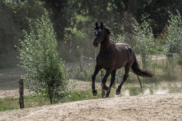 Running galloping black horse in paddock paradise