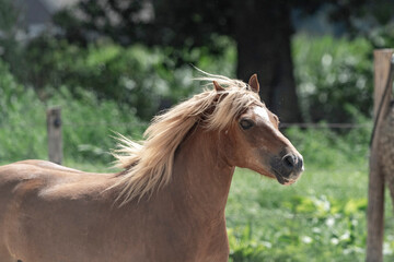 Cute little brown Dartmoor pony running with wave in his mane 