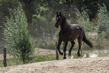 Running galloping black horse in paddock paradise