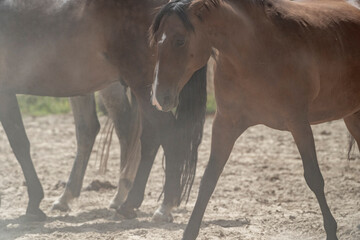 Grumpy brown mare with dust