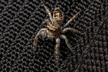 Small Jumping Spider