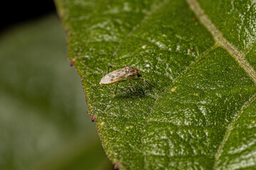 Adult Non-biting Midge