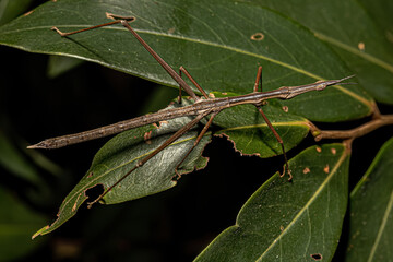 Neotropical Stick Grasshopper