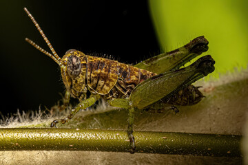 Spur-throated Grasshopper Insect