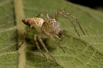 Small Lynx Spider
