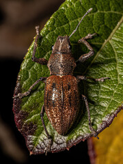Adult Broad nosed Weevil