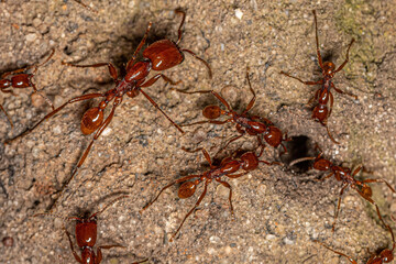 Adult Female Neivamyrmex Army Ants