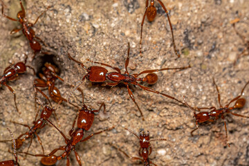 Adult Female Neivamyrmex Army Ants