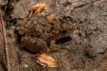 Small Southern Frog
