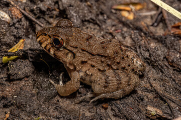 Small Pepper Frog