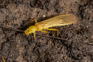 Adult Common Stonefly insect