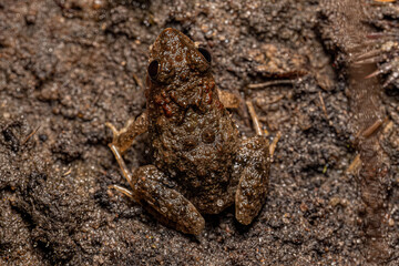 Small Southern Frog