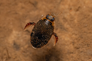 Adult Predaceous Diving Beetle