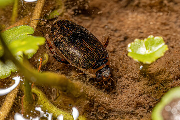 Adult Predaceous Diving Beetle