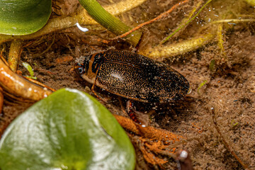 Adult Predaceous Diving Beetle
