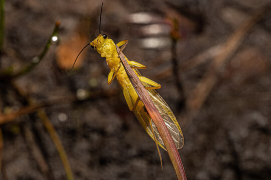 Adult Common Stonefly insect
