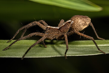 Adult Female Trechaleid Spider