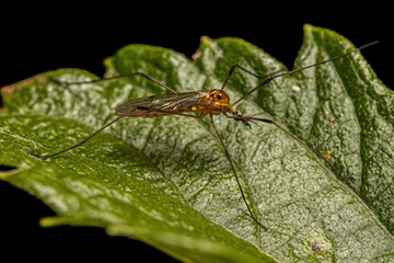 Adult Limoniid Crane Fly