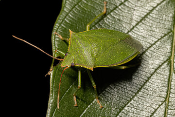 Adult Stink Bug