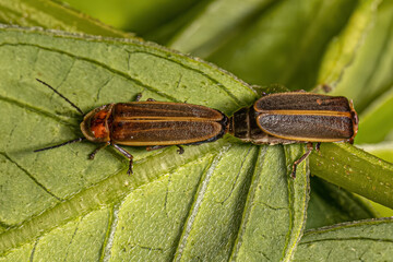 Adult Firefly Beetles