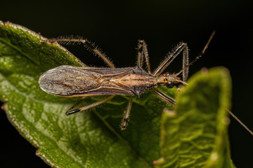 Adult Assassin Bug