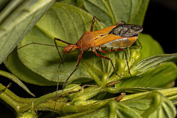 Adult Assassin Bug